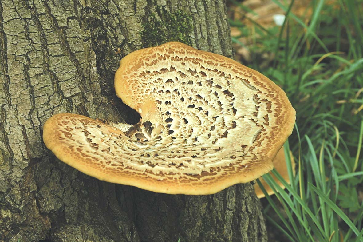 Polyporus squamosus Parassita o saprofita delle latifoglie, si insedia spesso a seguito di ferite (potature) e cresce in genere in corrispondenza