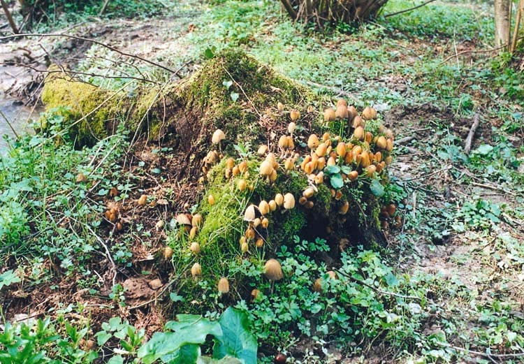 i funghi saprofiti attaccano di preferenza i vegetali morti.