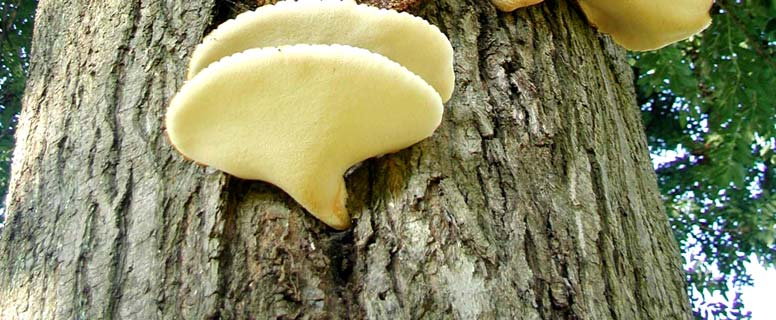 i funghi parassiti si sviluppano unicamente alle spese di altri organismi viventi; essi costituiscono una minaccia per gli alberi, dal momento che si sviluppano a carico dell alburno.