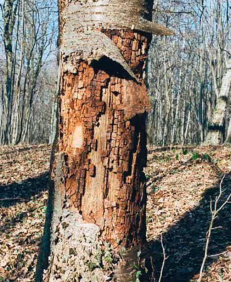 La modalità di azione dei funghi differisce a seconda che essi distruggano le cellulose presenti entro le pareti cellulari del legno lasciando intatta la lignina oppure digeriscano la lignina