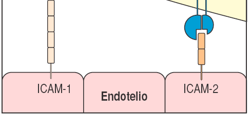 Adesione dei fagociti