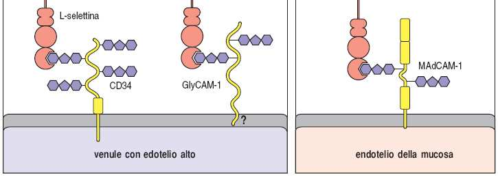 L-selectine e