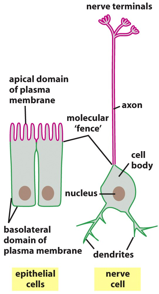 Alcuni @pi di cellule sono polarizzate: divise in regioni con diverse funzioni.