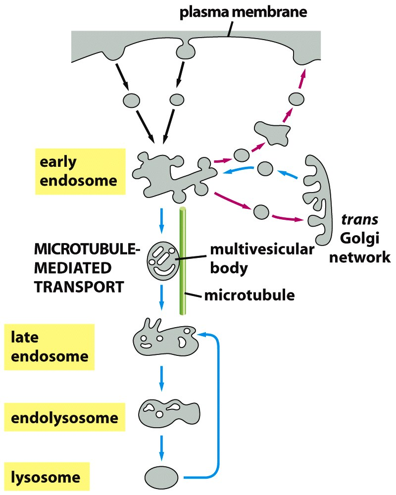 Endosoma precoce Trasporto mediato da