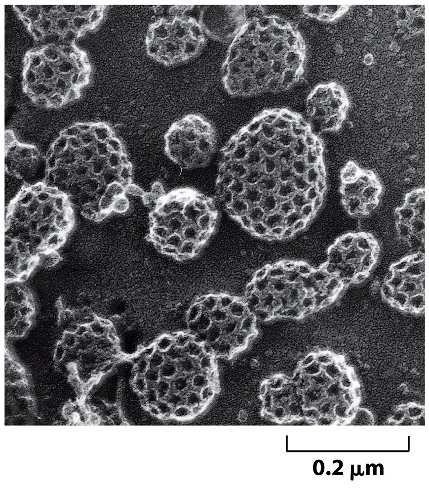 Il rives@mento vescicolare più studiato è quello fano di proteina clatrina, che riveste le vescicole direne dal Golgi alla membrana plasma@ca, e quelle