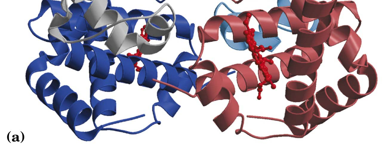 Struttura quaternaria delle proteine L emoglobina è una proteina tetramerica contenente 4 gruppi eme prostetici, uno per