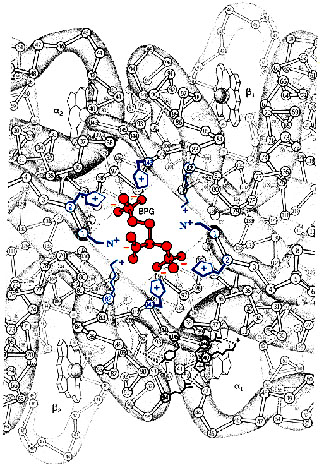 Legame del BPG alla deossiemoglobina Il BPG, che ha carica pari a -5 in condizioni