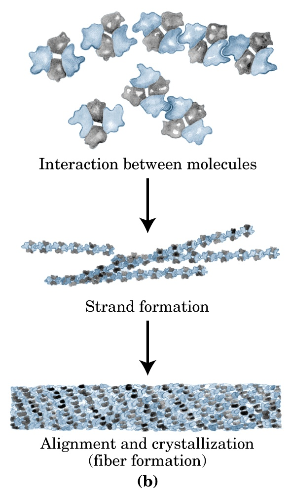 Quando l emoglobina S è deossigenata, diventa insolubile in acqua e forma polimeri che si aggregano in fibre tubulari.