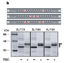 Il grado di inserimento in membrana del segmento H è misurato Dal grado di glicosilazione valutato per SDS-PAGE gels K app = f 1 /f 2 ΔG = - RT ln K app