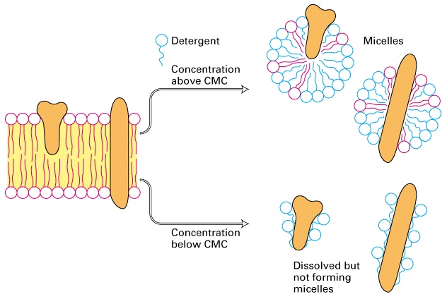 ph or salt Peripheral proteins are removed by ph or