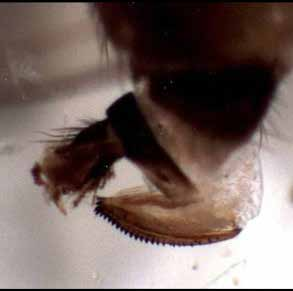 (Drosophila suzukii) La drosofila è un dittero drosofilide di origine asiatica segnalato per la prima volta in Piemonte nel 2010.