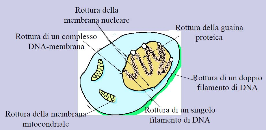 EFFETTI BIOLOGICI DELLE RADIAZIONI Il danno più grave alla cellula è a carico del materiale genetico (DNA) Alterazioni del DNA possono causare: Morte istantanea della cellula con