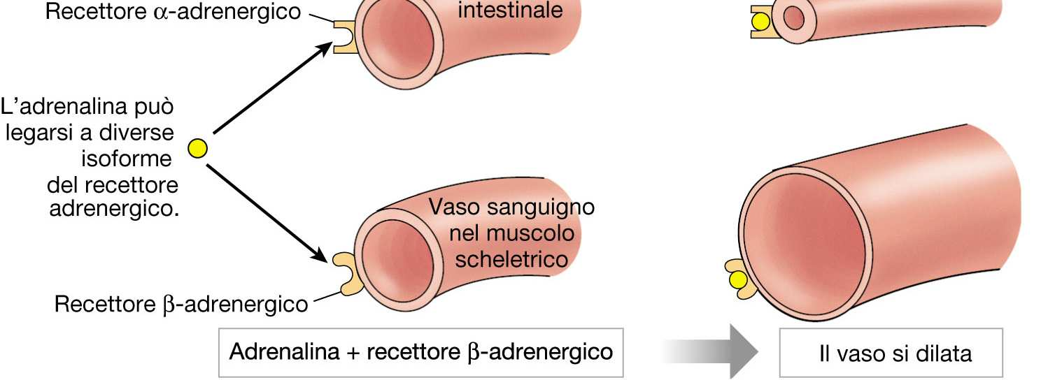 Regolazione del tono arteriolare : ormoni Epinefrina (adrenalina): generalmente