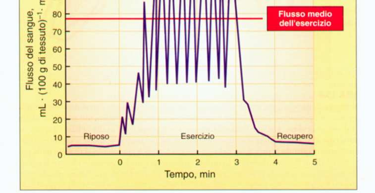 Controllo locale del microcircolo nel