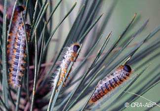 2 3 Cos è la Processionaria del pino aumetopoea pityocampa (Den. et Schiff.) Lepidoptera, Fam.