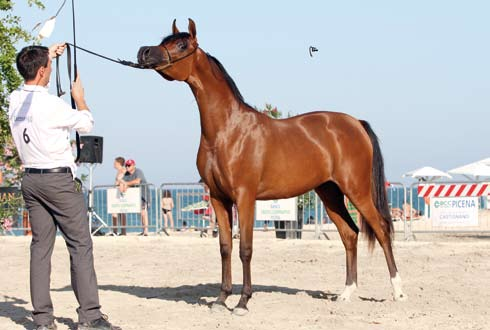 Silver Medal Fillies D THIKRA Marajj x Psynata O&B: Dubai Arabian Horse Stud Bronze Medal