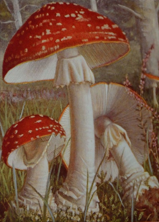 Tavola 2: Uovolo malefico. Moscario Amanita muscaria. VELENOSISSIMO! Tavola 3: Tignosa verdognola. Amanita phalloides. VELENOSISSIMO! Tavola 4: Tignosa pagliata. Agarico citrino Amanita citrina.