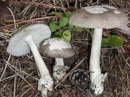 Sindrome emolitica Alcuni funghi che determinano questa sindrome: Amanita vaginata e relativo gruppo, Amanita rubescens, generi Helvella e Morchella, ma anche generi Lactarius, Russula e Tricoloma.