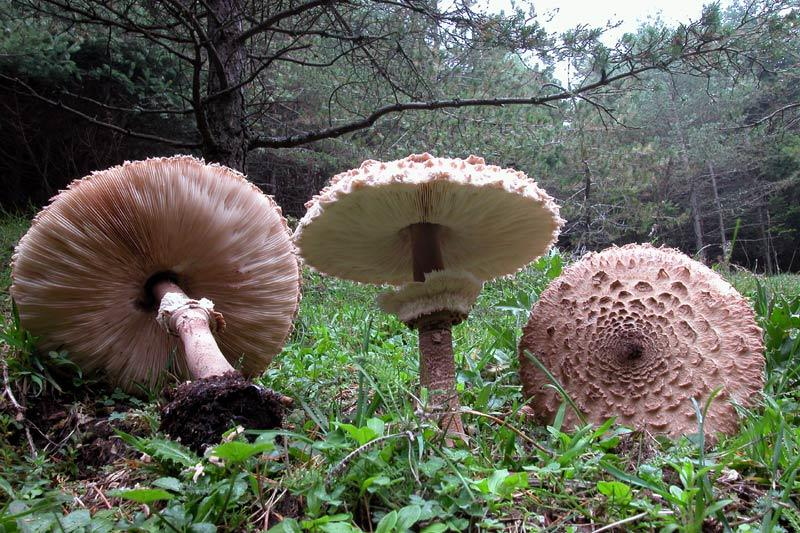 Ordine Agaricales FamigliaAgaricaceae Genere Macrolepiota Carpofori eterogenei di grande taglia;con carne virante o non Imenoforo a lamelle, leucosporei Cappello talvolta umbonato, ornamentato da