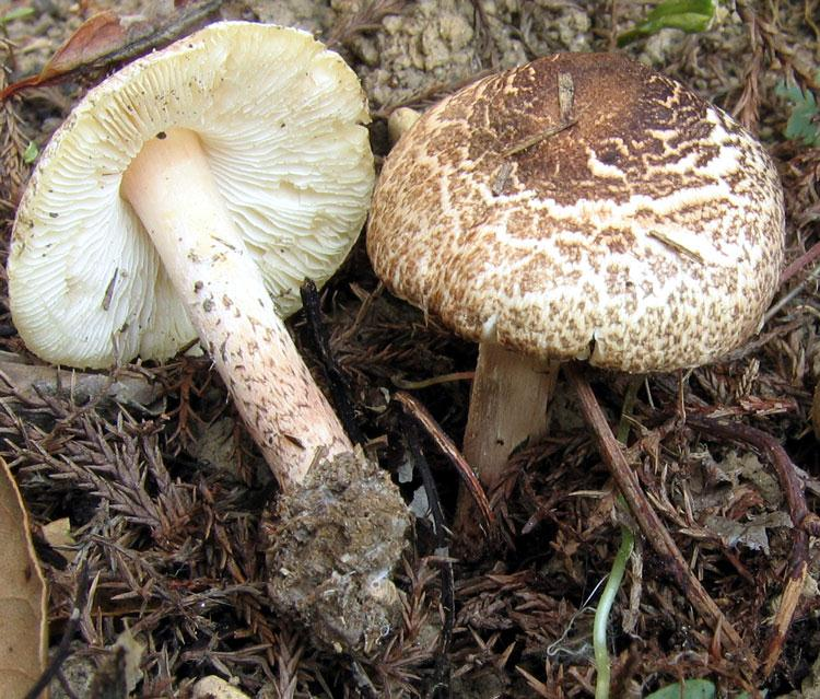 Ordine Agaricales Famiglia Agaricaceae Genere Lepiota Carpofori eterogenei di taglia medio-piccola; slanciati, carne scarsa Imenoforo a lamelle; leucosporei Cappelli