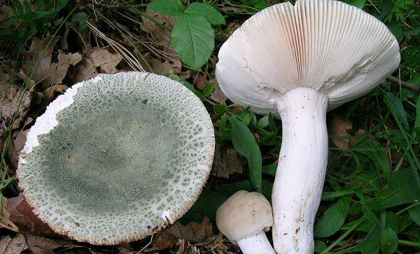 Ordine Russulales Famiglia Russulaceae Genere Russula Carpofori di diverse dimensioni e colori, persino nell ambito della stessa specie Senza volva ed anello; carne gessante Imenoforo a lamelle