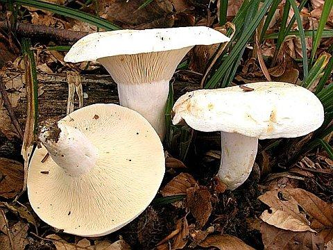 Ordine Russulales Famiglia Russulaceae Genere Lactarius Simile al precedente, ma con ife