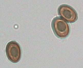 INFATTI MOLTE SPECIE FUNGINE, PRESENTANO NEL LORO METABOLISMO, UN ACCUMULO DI METALLI PESANTI; INOLTRE, IN ALCUNE DI ESSE, PROPRIO A CAUSA DELLA LORO MATRICE CHE E DI NATURA SPUGNOSA, IL QUANTITATIVO