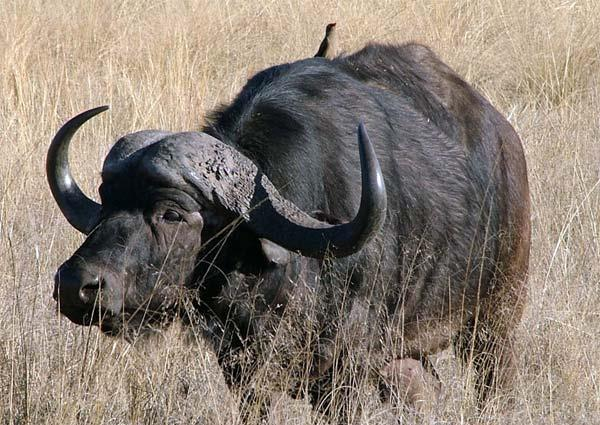 L' elefante L elefante pesa circa 6000-7000 kg ed è fra i più grandi animali terrestri al mondo.