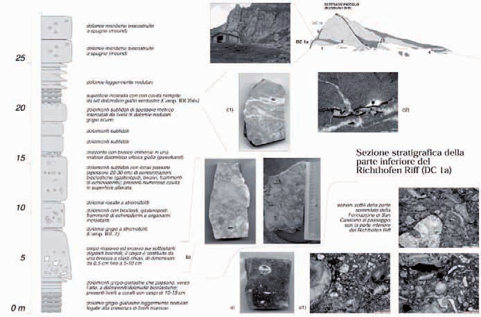 24 Gian Luigi Trombetta Fig. 13. Sezione stratigrafica della parte inferiore del Richthofen Riff (DC 1a).