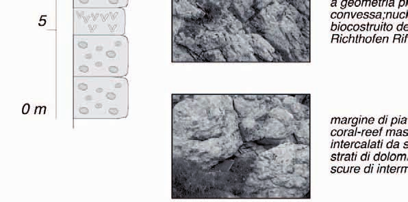 Analisi di facies ed architettura di una piattaforma carbonatica del Carnico: il Settsass/Richthofen Riff 25 Fig. 14.