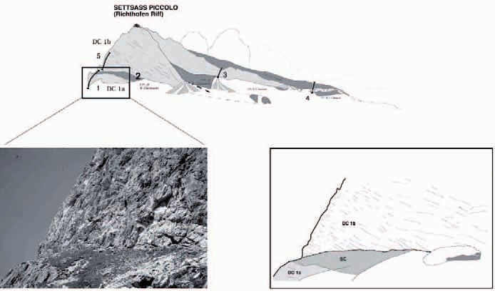 26 Gian Luigi Trombetta Fig. 15. Il nucleo del Richthofen Riff: superficie di down-lap fra le brecce clinostratificate di slope ed i sottostanti depositi bacinali.