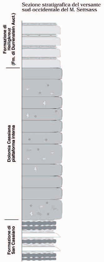 Analisi di facies ed architettura di una piattaforma carbonatica del Carnico: il Settsass/Richthofen Riff 19 della suddetta unità stratigrafica possono essere così riassunti: a) la Formazione di