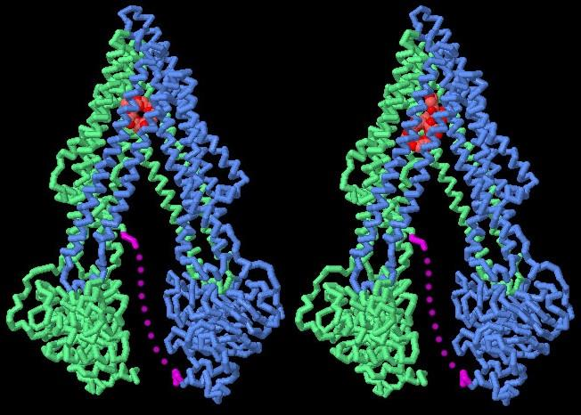 Glicoproteina P (P-gp) Pompa molecolare che intercetta ed estrude molecole idrofobiche nel momento in cui attraversano la membrana cellulare, o espelle composti già presenti nel citoplasma delle