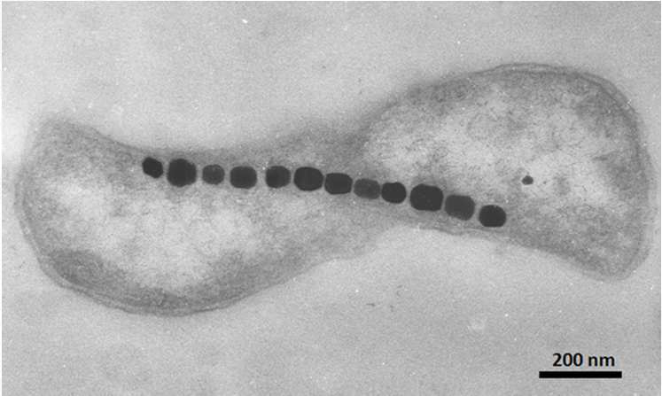 nanoparticelle / bottom - up 1 Metodi chimici (FeCl 2 4H 2 O / FeCl 3 6H 2 O) 2 batteri piccolo volume l effetto del reticolo è molto debole comportamento super