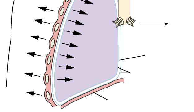 Il polmone (struttura elastica) è adeso alla gabbia toracica grazie alle pleure. Non è mai in equilibrio elastico, ed è quindi sottoposto continuamente ad una forza di retrazione.