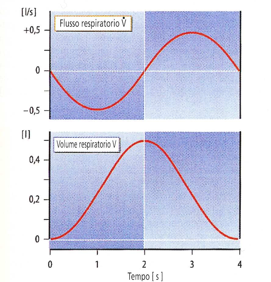 Modificazioni delle pressioni intrapleurica e intrapolmonare, del volume respiratorio e del flusso durante l atto respiratorio.