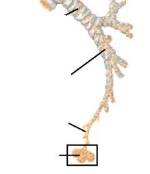 Bronco primario Sn Bronco secondario Laringe Trachea Aria entra attraverso le vie aeree di conduzione: trachea e bronchi (dotati di anelli cartilaginei per evitare il collasso) Dai bronchi