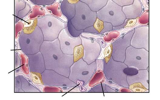 Struttura alveolare: Gli alveoli sono composti di pneumociti di I tipo, per gli scambi gassosi, e pneumociti di II tipo, che sintetizzano