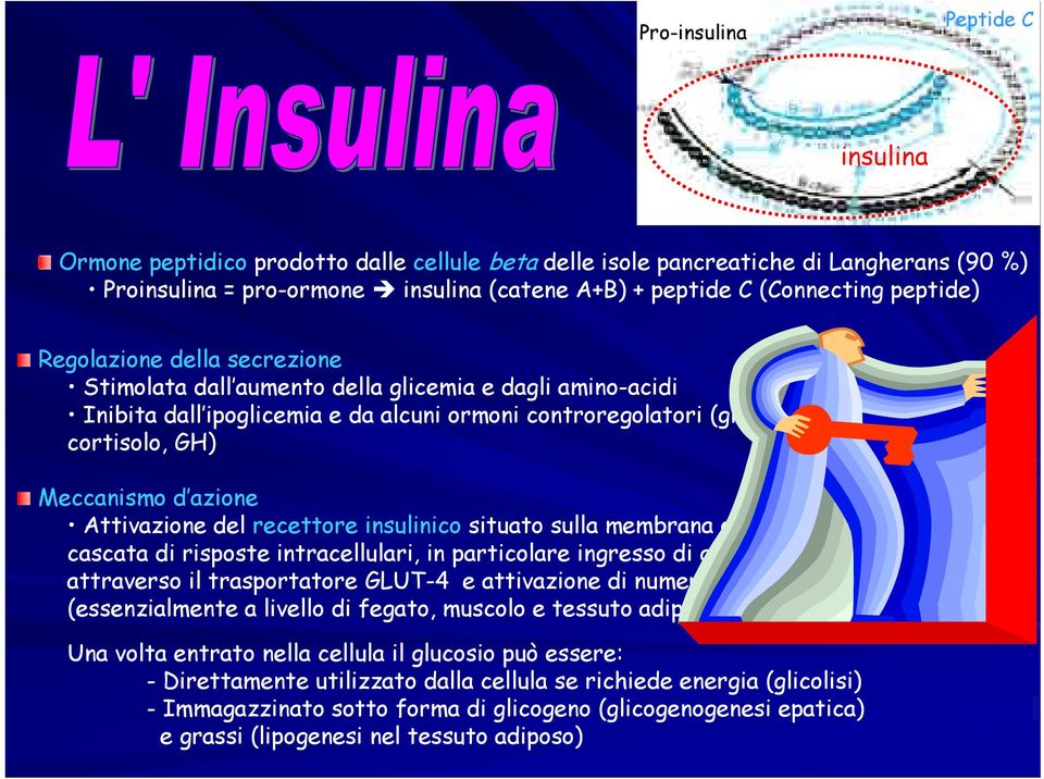 Meccanismo d azione Attivazione del recettore insulinico situato sulla membrana delle cellule bersaglio cascata di risposte intracellulari, in particolare ingresso di glucosio nella cellula