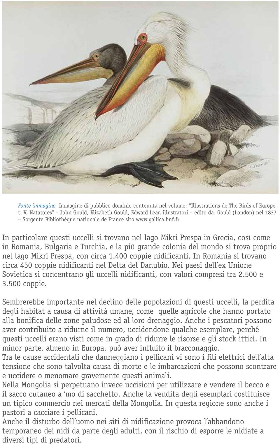 fr In particolare questi uccelli si trovano nel lago Mikri Prespa in Grecia, così come in Romania, Bulgaria e Turchia, e la più grande colonia del mondo si trova proprio nel lago Mikri Prespa, con