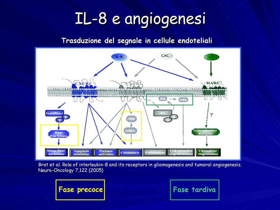 Role of interleukin-8 and its receptors in