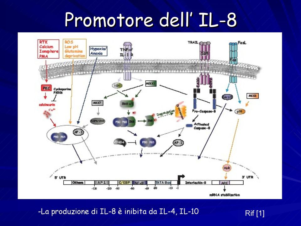 produzione di IL-8