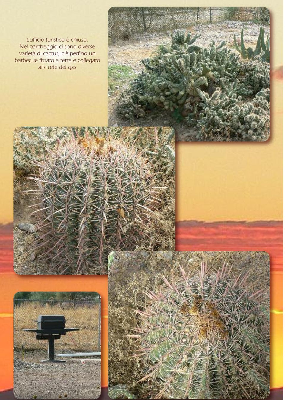 varietà di cactus, c è perfino un