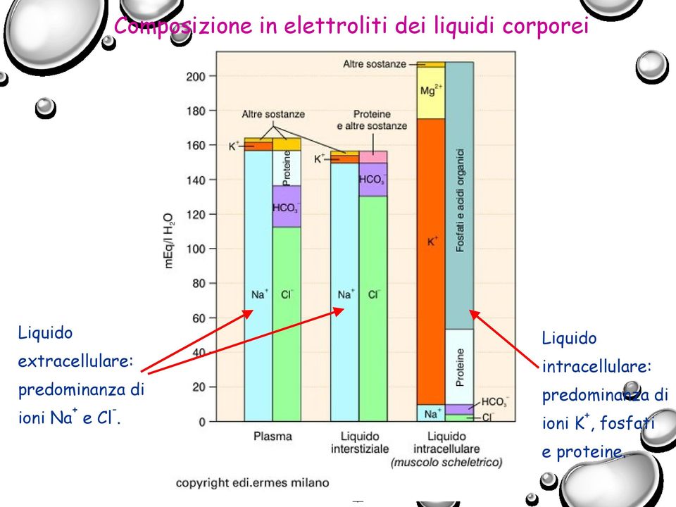 predominanza di ioni Na + e Cl -.