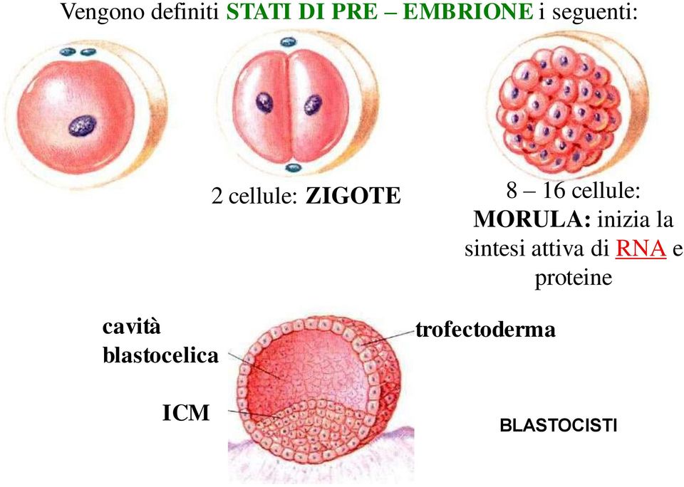 ZIGOTE 8 16 cellule: MORULA: inizia la