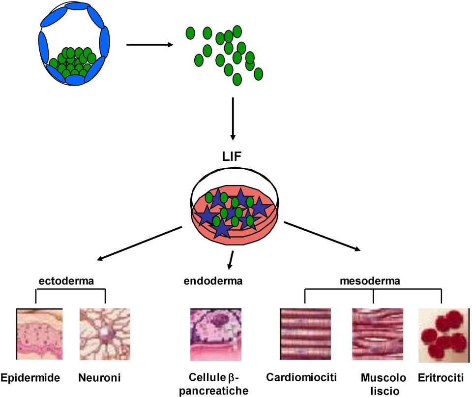 Cellule - pancreatiche