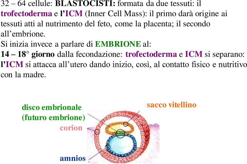 Si inizia invece a parlare di EMBRIONE al: 14 18 giorno dalla fecondazione: trofectoderma e ICM si separano: l ICM