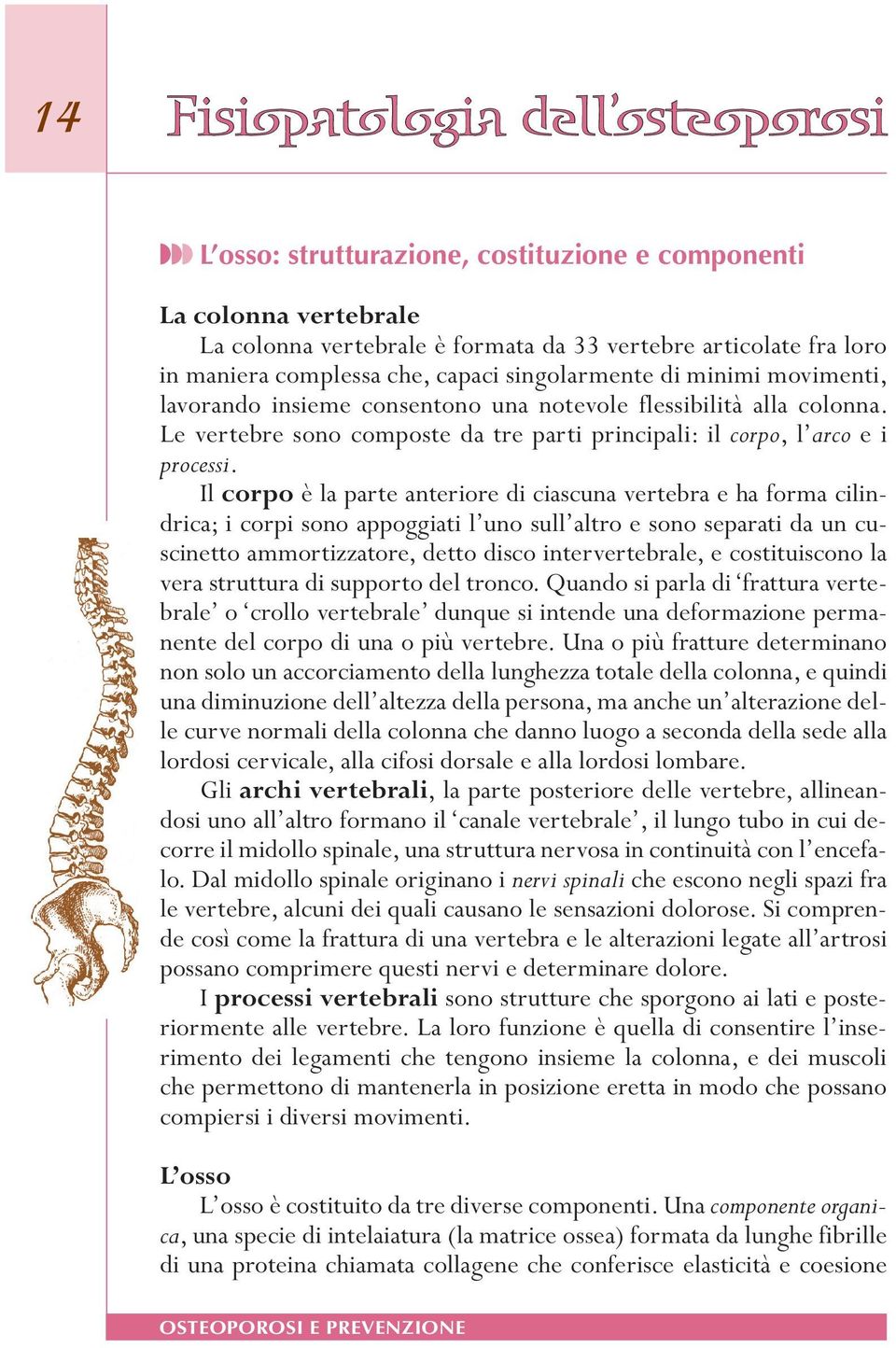 . Il.corpo.è.la.parte.anteriore.di.ciascuna.vertebra.e.ha.forma.cilindrica;.i.corpi.sono.appoggiati.l uno.sull altro.e.sono.separati.da.un.cuscinetto.ammortizzatore,.detto.disco.intervertebrale,.e.costituiscono.