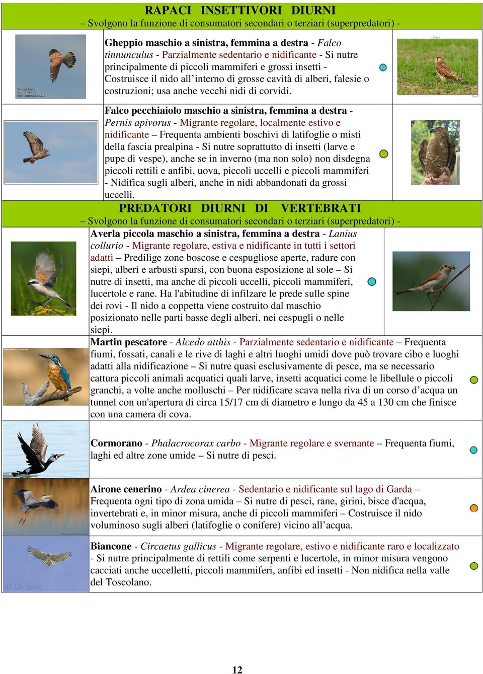 Falco pecchiaiolo maschio a sinistra, femmina a destra Pernis apivorus - Migrante regolare, localmente estivo e nidificante Frequenta ambienti boschivi di latifoglie o misti della fascia prealpina -