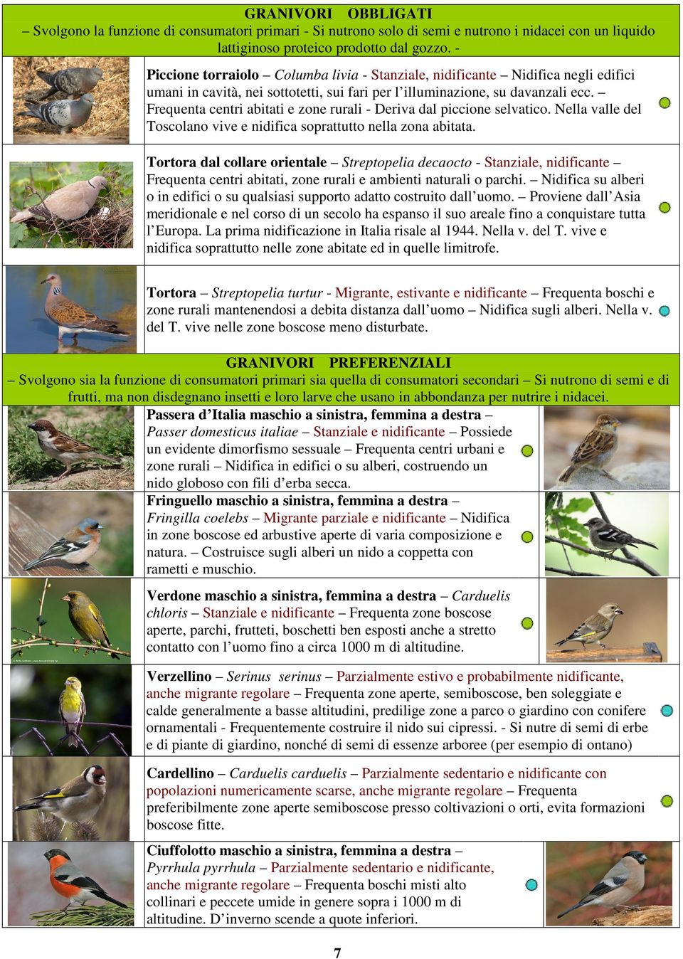 Frequenta centri abitati e zone rurali - Deriva dal piccione selvatico. Nella valle del Toscolano vive e nidifica soprattutto nella zona abitata.
